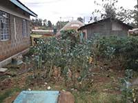 Gertrude's Clinic Garden