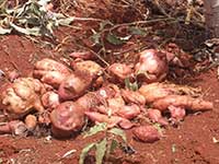 Sweet potatoes