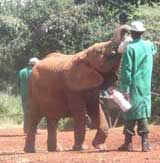 Baby Elephant 2